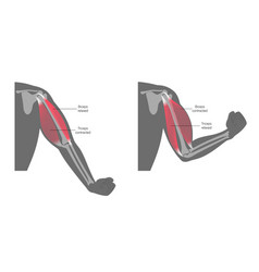 Biceps And Triceps Anatomy