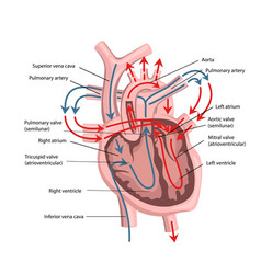 Human Heart Structure