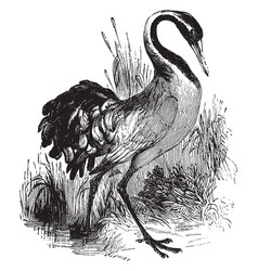 Common Crane Vintage