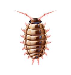 Cute Sowbug In Cartoon Style Isolated