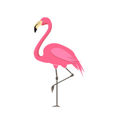 Pink Flamingo Isolated On White