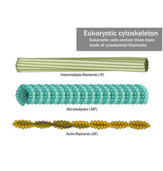 Three Eukaryotic Cells Cytoskeletal Filaments