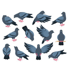 Cartoon Rock Doves Bird City Pigeon Birds Flying