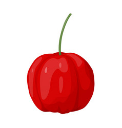 Red Acerola Berry Barbados Cherry