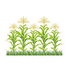 Field Of Maize In Bloom Background Of