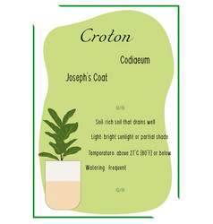 Croton Indoor Plant Potted Plant Care Info