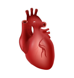 Heart Of Human Cardiovascular System Realistic