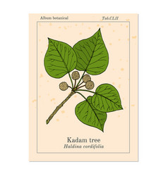 Kadam Tree Or Burflower-tree Laran Leichhardt