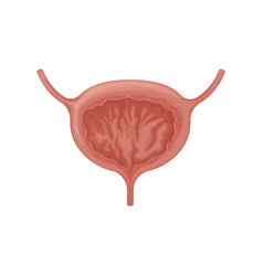 Bladder Anatomy Of The Human The Internal