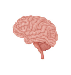 Brain Anatomical Image Of The The Human