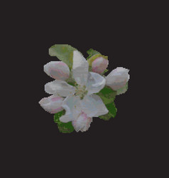 Cross Stitch Apple Blossom Floral Embroidery