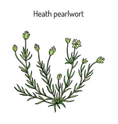 Heath Pearlwor Sagina Subulata