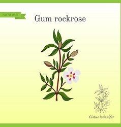 Gum Rockrose Or Labdanum Common Cistus