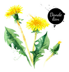 Hand Drawn Watercolor Dandelion Flower Painted