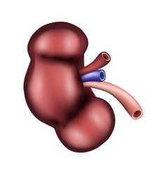 Kidney Of Human Urological System Realistic