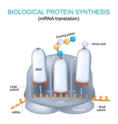 Mrna Translation And The Synthesis Of Proteins