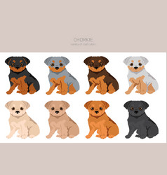 Chorkie Clipart Chihuahua Yorkshire Terrier Mix