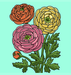 Ranunculus Flower Colored Cartoon