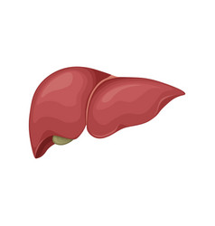 Human Liver Anatomy The Internal Organ