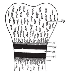 Bone Ossification Vintage