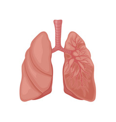 Human Lungs The Anatomy Of Lungs