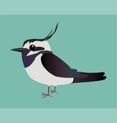 Very Cute Northern Lapwing