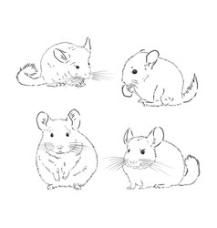 Chinchilla Dog Sketch Style Animal