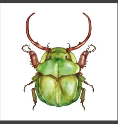 Green Watercolor Beetle Watercolor