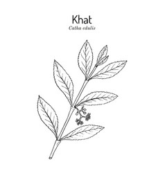 Khat Or Qat Catha Edulis Medicinal Plant