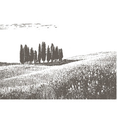 Landscape Field And Cypress Grove