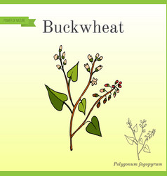 Buckwheat Polygonum Fagopyrum