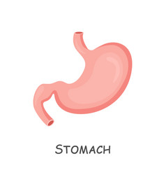 Stomach Of Human Cartoon Design Isolated