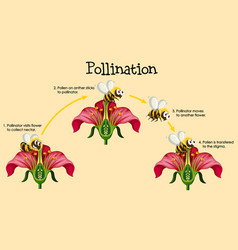 Diagram showing pollination with bee and flowers Vector Image