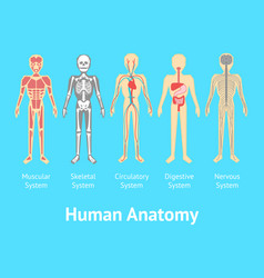 Cartoon color human body anatomy set Royalty Free Vector