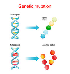 Genetic Mutation Normal And Mutated Genes