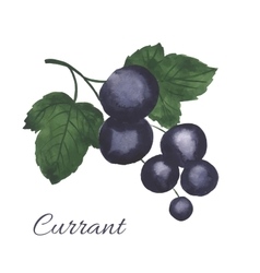 Watercolor Blackcurrant