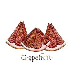 Red Grapefruit Slice Watercolor