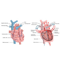 Human Heart Structure