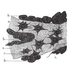 Osteoblasts From Embryo Vintage