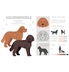 Goldendoodle Clipart Golden Retriever Poodle Mix