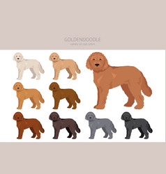 Goldendoodle Clipart Golden Retriever Poodle Mix