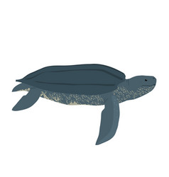 Dermochelys Coriacea - Leatherback Sea Turtle