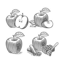 Engraved Apples Set Vintage Drawing