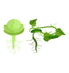 Fresh Vegetables With Rootstock And Top Leaves