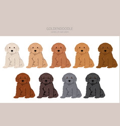 Goldendoodle Clipart Golden Retriever Poodle Mix