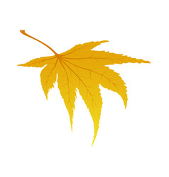 Maple Autumn Leaf