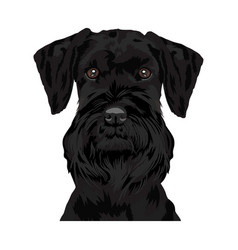 Giant Schnauzer Dog Head With Face Image