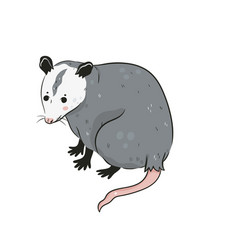 Cute Opossum Isolated On A White Background