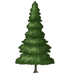 Graphic Of A Single Evergreen Pine Tree