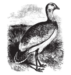 Great Bustard Vintage